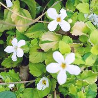 バコパ,庭の画像