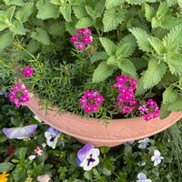 アリッサム,パンジー,百日草,ビオラ,宿根バーベナの画像