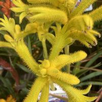 カンガルーポー,日曜ビタミンカラー♪,チーム千葉✿︎,花咲く乙女たち♡,人に優しくの画像