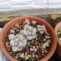 だるま秀麗,子宝草,ガーデニング,多肉棚,ウッドデッキの画像