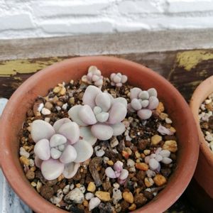 だるま秀麗,子宝草,ガーデニング,多肉棚,ウッドデッキの画像