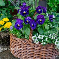 デージー,ムスカリ,ビオラ,寄せ植え,ガーデニングの画像