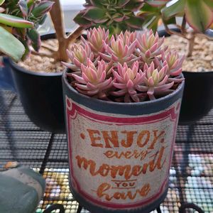 セダム,多肉植物,リメ缶,横浜マルシェ,mai&ikuraの画像