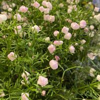 ボロニア,ボロニア,お出かけ先の画像