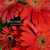 ガーベラ,赤い花,フラワーアレンジメント,多年草,キク科の画像