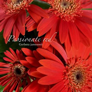 ガーベラ,赤い花,フラワーアレンジメント,多年草,キク科の画像