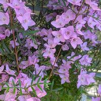 ボロニアピナータの画像