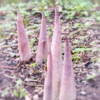 ムサシアブミ,ムサシアブミ,これ、なーんだ♪,山野草,花のある暮らしの画像