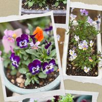 フジバカマ,フジバカマ,ウズラバタンポポ,ウズラバタンポポ,山野草の画像