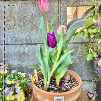 花のある暮らし,GSに感謝。,春萌え❤︎,いつも笑顔で〜〜♡,わんこと暮らすの画像