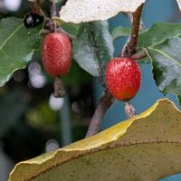 グミ,ナワシログミの画像