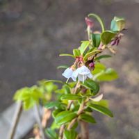 クランベリー,庭の画像