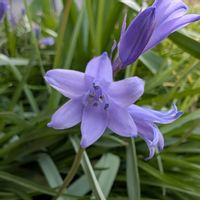 シラー,シラー・カンパニュラータ,花壇,玄関アプローチの画像