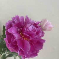 シャクヤク,ありがとう,植物のある暮らし,大好きなお花,癒し…♡の画像