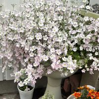 プリムラ マラコイデス,マラコイデス,ウインティー・ライムグリーン,ウインティー,ウインティー・サクラの画像