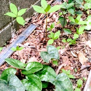 アプローチの画像