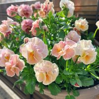 ビオラ,ビオラ　シャルマンロゼ,ビオラ　シャルマンロゼ,ビオラ　シャルマンロゼ,寄せ植えの画像