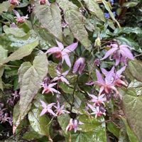 イカリソウ,ガーデニング,裏庭,シェードガーデン,春の庭の画像