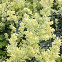 アネモネ,アネモネ,ロータスブリムストーン,ロータスブリムストーン,ロータスブリムストーンの画像