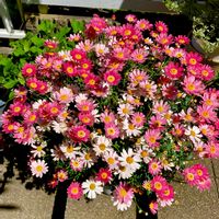 マーガレット,ボンザマーガレット,ボンザマーガレット ルージュピンク,ボンザマーガレット チェリー,ボンザマーガレット ルビーの画像