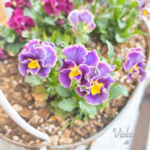 パンジー・ビオラ,庭の花,種から,種まき,花のある暮らしの画像