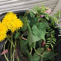 ドクダミ,タンポポ,カラスノエンドウ,小さな庭の画像