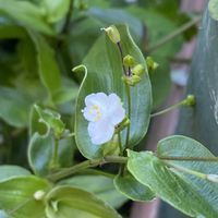 ブライダルベール,ブライダルベール,小さい庭,うどん県人会,うどん県西支部の画像