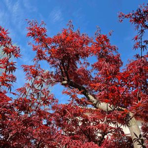 エビネ,シャクヤク,ナツツバキ,デショウジョウの画像