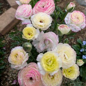 ラナンキュラス,ラナンキュラス,ガーデニング,花のある暮らし,おうち園芸の画像