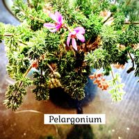 ペラルゴニウム,ペラルゴニウム オレオフィルム,塊根植物,ベランダ多肉,冬型塊根の画像