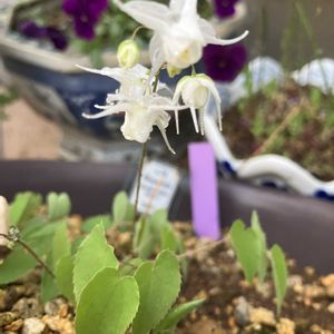 イカリソウ,オダマキ,クレマチス,タイム,オキナソウの画像