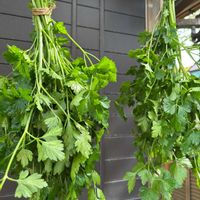 イタリアンパセリの画像