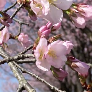 花のある暮らし,川沿いの桜並木,さくら 桜 サクラ, 桜並木,土曜はお空の発表会の画像