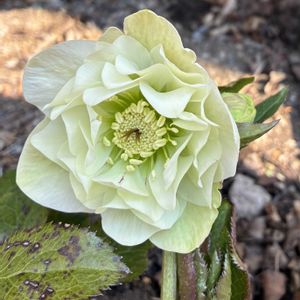 クリスマスローズ,花のある暮らし,私の癒し,お花大好き✨,おうち園芸の画像