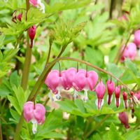 タイツリソウ（ケマンソウ）,可愛い,ケシ科,春のお花,横浜の画像