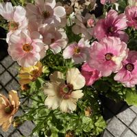 ラナンキュラスラックス,ラナンキュラスラックスウラノス,ラナンキュラスラックスヘラ,ラナンキュラスラックスヘレン,花のある暮らしの画像