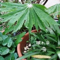 ヤブレガサ(破れ傘),山野草,花のある暮らし,小庭,植物大好きの画像