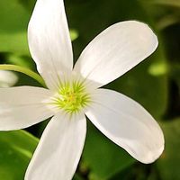 オキザリス・トライアングラリス,꒰ღ˘◡˘ற꒱かわゅ~,花のある暮らし,花芯,繋がりに感謝✨の画像