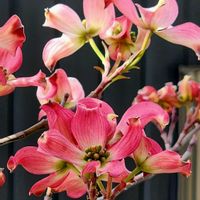 花のある暮らしの画像