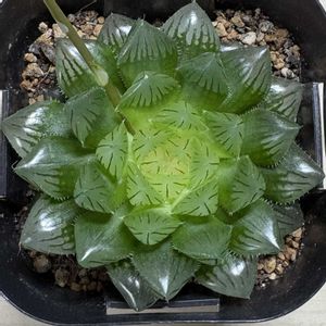 特窓オブツーサ,ハオルチア属,多肉植物 ハオルチア,部屋の画像