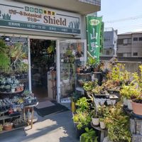 多肉植物,ウラボシ科,ビカクシダ属,食中植物,塊根の画像