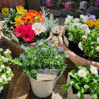 ガーベラ,カンパニュラ,ハナモモ,パンジー,ビオラの画像