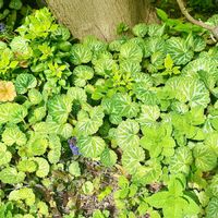 アジュガ,ミント,ミント,ユキノシタ,ユキノシタの画像