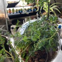 セラギネラ,セラギネラ レインボーファン,セラギネラ レインボーファン,野生的の画像