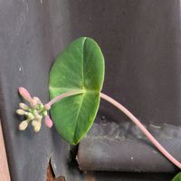 イチゴ,カリン,チャイブ,ツキヌキニンドウ（突抜忍冬）,ロケット(ルッコラ)の画像