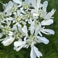 オルレア,アカタテハ,春爛漫,葉牡丹のお花,こぼれだねの画像