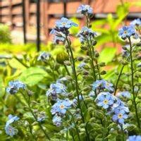 ワスレナグサ,花のある暮らし,緑のある暮らし,ベランダの画像