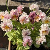 ガーデニング,花のある暮らし,ナチュラルスタイル,おうち園芸,玄関アプローチの画像