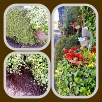 ワイヤープランツ,剪定の画像