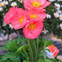 ポピー,ポピー プルシネラ,ガーデニング,マイガーデン,GSのみなさんに感謝♡の画像